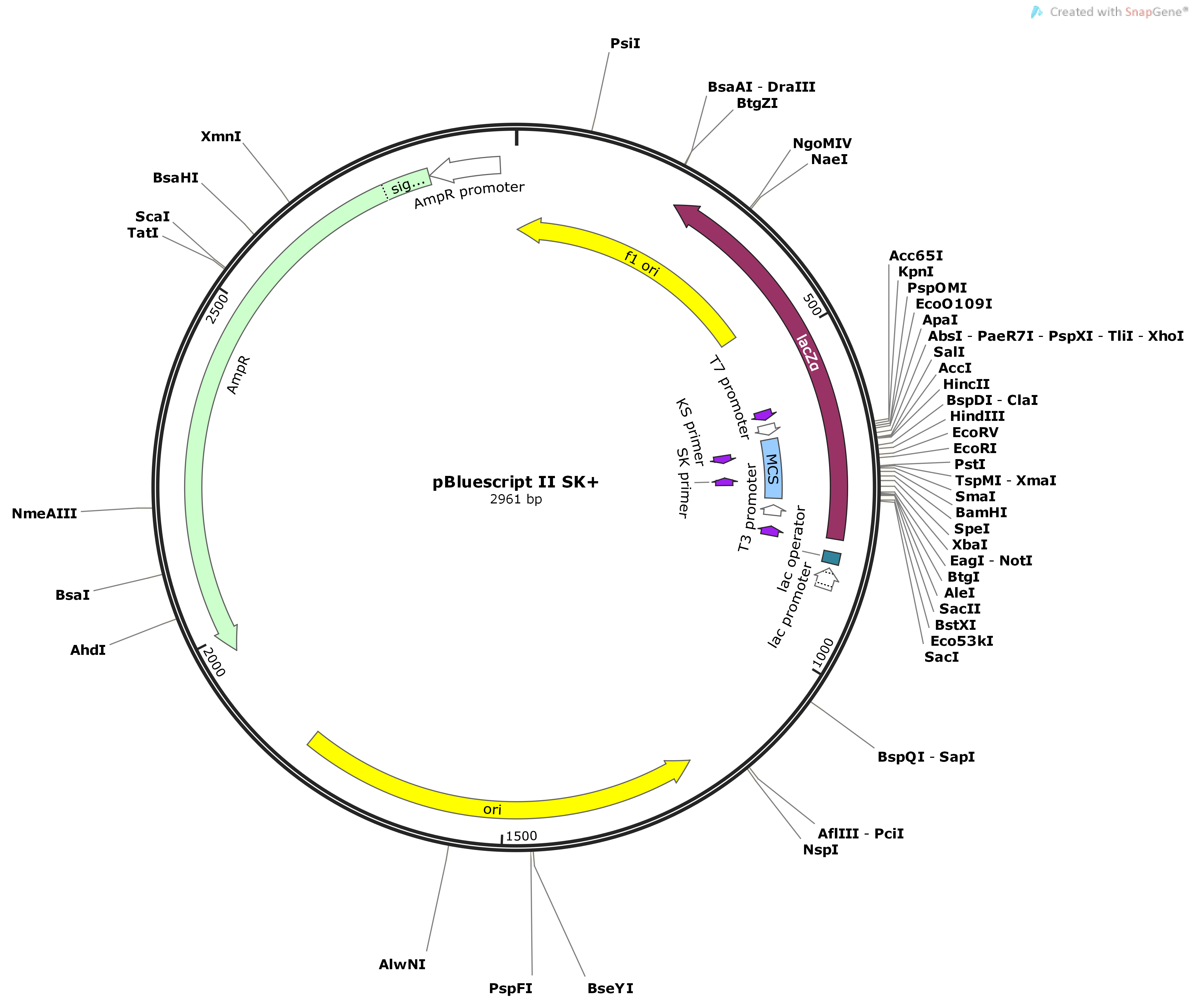 Vector Backbone pBluescript II SK+