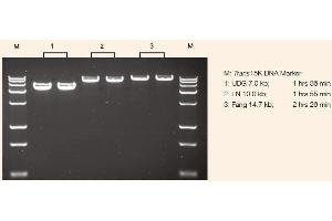 Image no. 2 for TransStart® FastPfu DNA Polymerase (ABIN5519527)