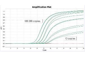 PHOENIXDX® MYCOPLASMA MIX exhibits linearity over a broad range of target DNA input down to 8 copies of a mycoplasma genome can be detected. (PhoenixDx® Mycoplasma Mix)