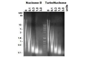 Image no. 1 for TurboNuclease (ABIN2506908)