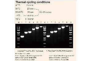 Image no. 1 for 2xTransStart® FastPfu PCR SuperMix (-dye ) (ABIN5519413) (2xTransStart® FastPfu PCR SuperMix (-dye ))