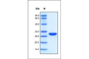 The purity of BenzNuclease was determined by SDS-PAGE reduced and staining overnight with Coomassie Blue.
