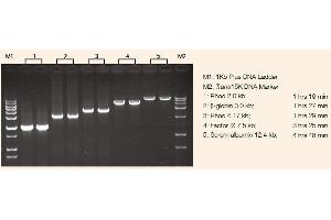 Image no. 1 for TransStart® FastPfu DNA Polymerase (ABIN5519527)