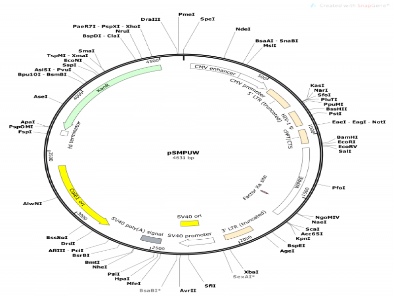 Lentiviral Expression