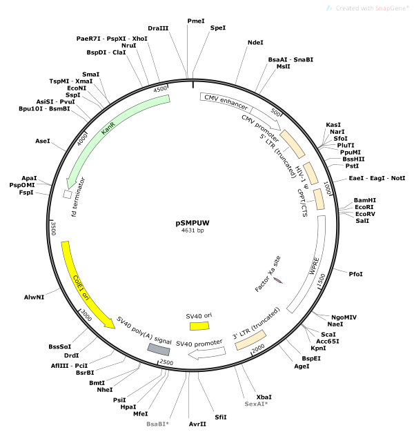 Backbone Card of pSMPUW Vector