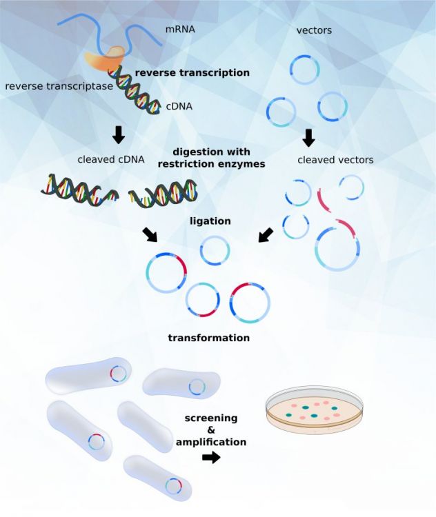 click to enlarge transomic ready to use plasmid products