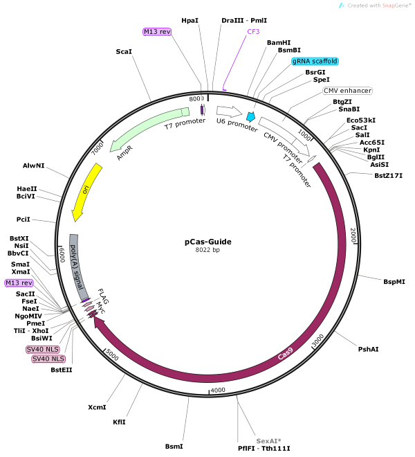 Vector Map of pCas-Guide