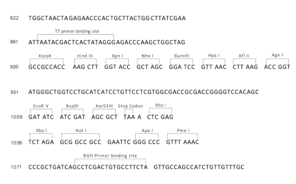 Multiple cloning site image of pCMV-hygro