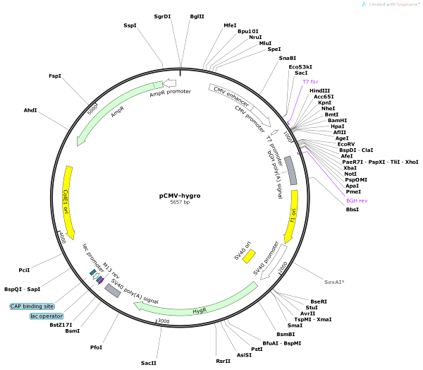 Vector Map of pCMV-hygro