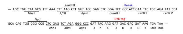 Multiple cloning site image of pcDNA3.1+C-(K)-DYK