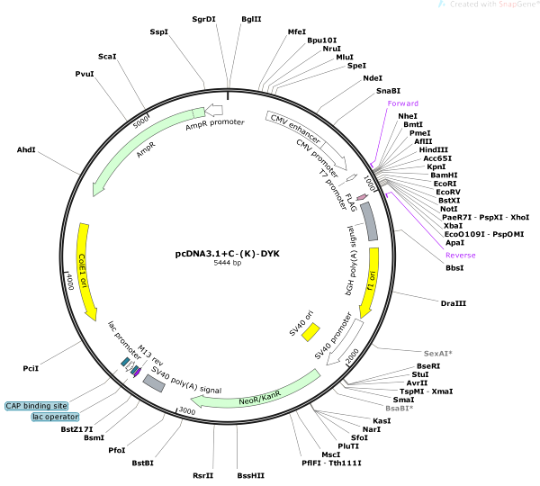 Vector Map of pcDNA3.1+C-(K)-DYK