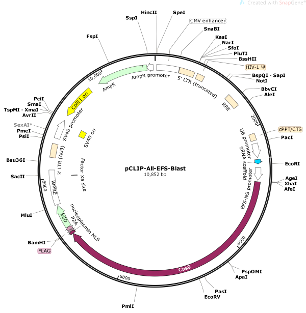 Vector Map of pCLIP-All-EFS-Blast