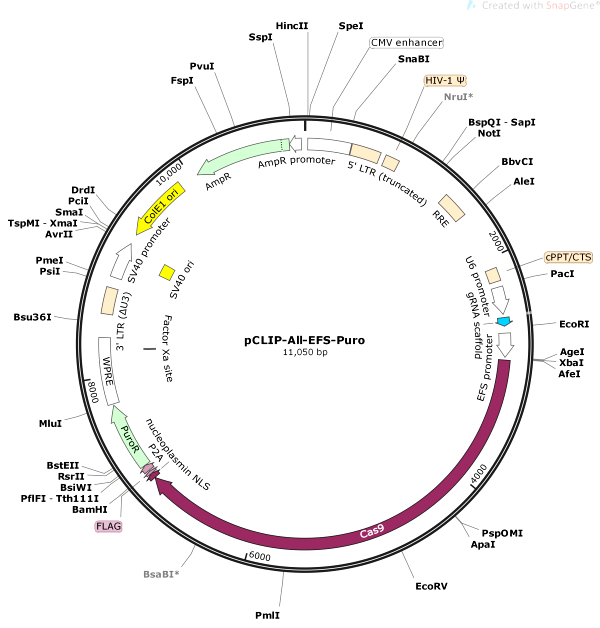 Vector Map of pCLIP-All-EFS-Puro