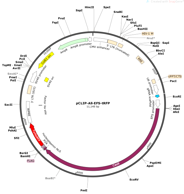 Vector Map of pCLIP-All-EFS-tRFP