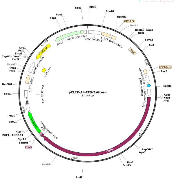 Vector Map of pCLIP-All-EFS-ZsGreen