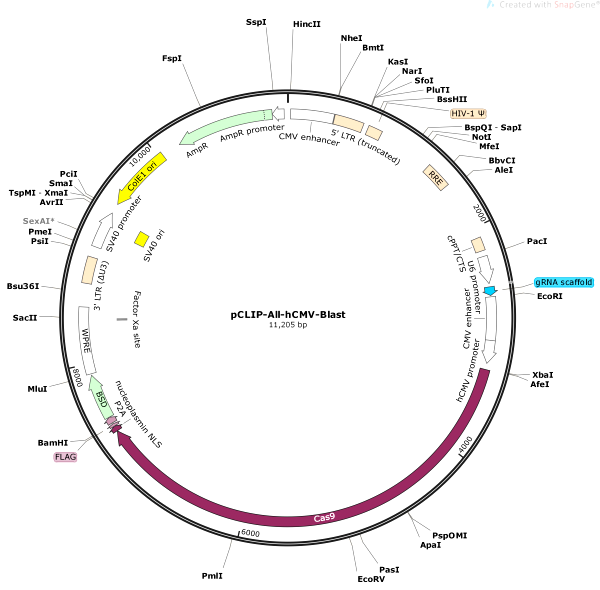 Vector Map of pCLIP-All-hCMV-Blast