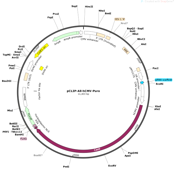 Vector Map of pCLIP-All-hCMV-Puro