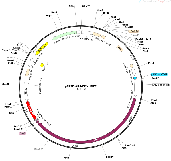 Vector Map of pCLIP-All-hCMV-tRFP