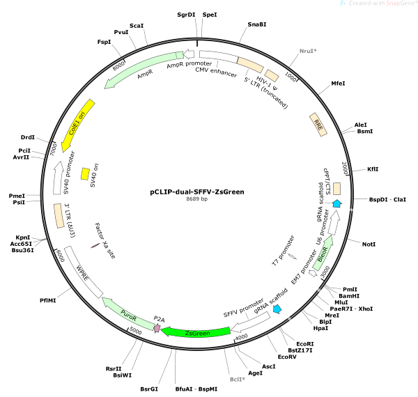 Vector Map of pCLIP-dual-SFFV-ZsGreen