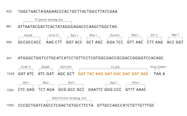 Multiple cloning site image of pCMV-hygro-FLAG