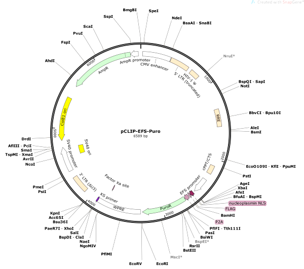 Vector Map of pCLIP-EFS-Puro