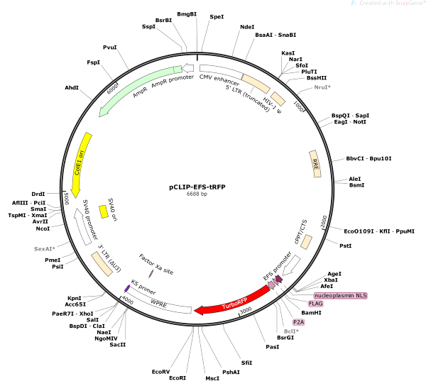 Vector Map of pCLIP-EFS-tRFP