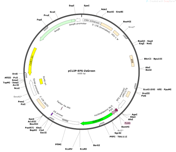 Vector Map of pCLIP-EFS-ZsGreen