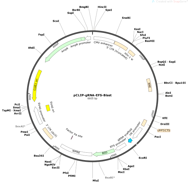 Vector Map of pCLIP-gRNA-EFS-Blast