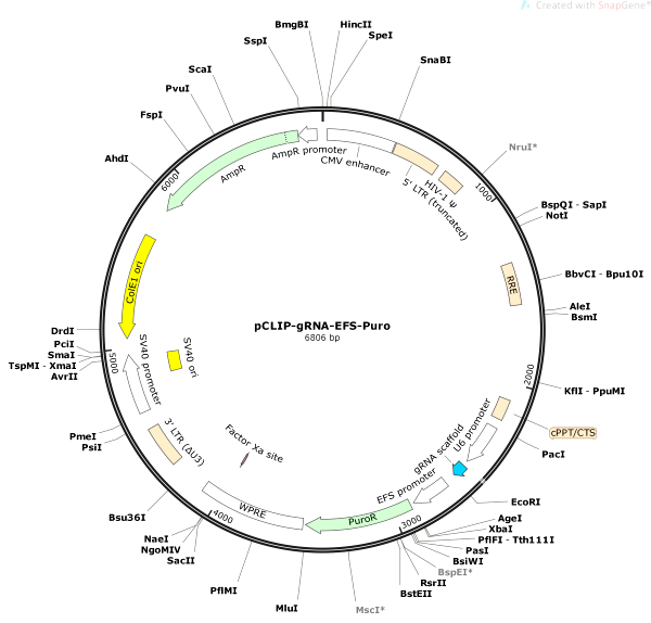 Vector Map of pCLIP-gRNA-EFS-Puro