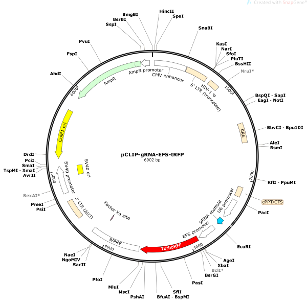 Vector Map of pCLIP-gRNA-EFS-tRFP