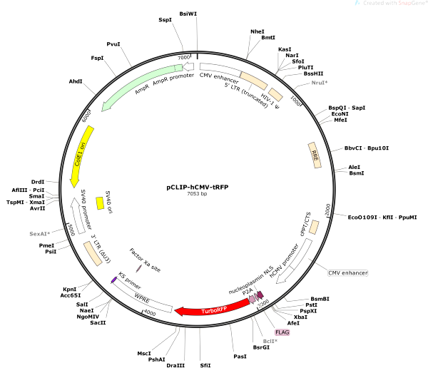 Vector Map of pCLIP-hCMV-tRFP