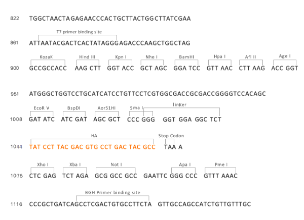 Multiple cloning site image of pCMV-hygro-HA