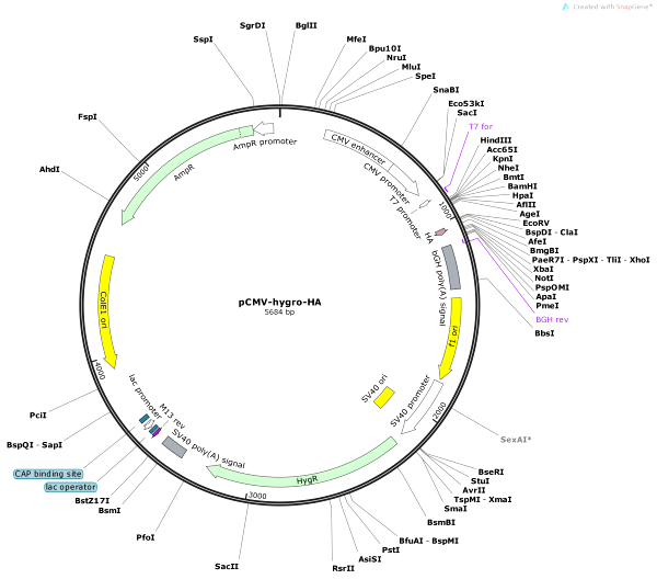 Vector Map of pCMV-hygro-HA