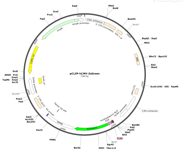 Vector Map of pCLIP-hCMV-ZsGreen