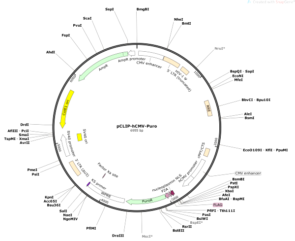 Vector Map of pCLIP-hCMV-Puro