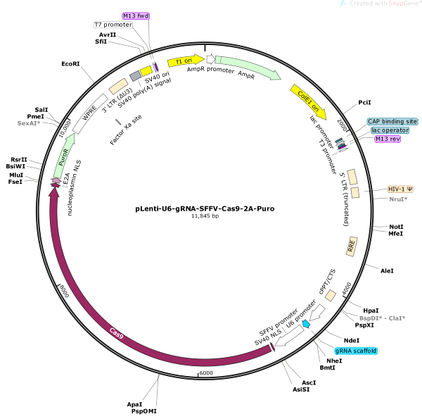 Vector Map of pLenti-U6-sgRNA-SFFV-Cas9-2A-Puro