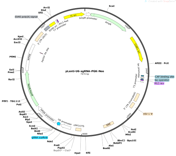 Vector Map of pLenti-U6-sgRNA-PGK-Neo