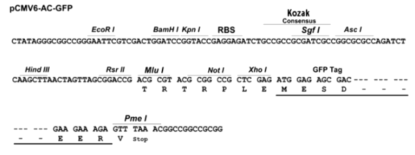 Multiple cloning site image of pCMV6-AC-GFP