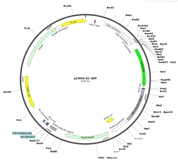 Vector Map of pCMV6-AC-GFP