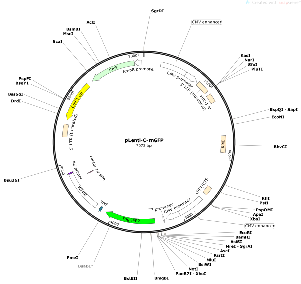 Vector Map of pLenti-C-mGFP