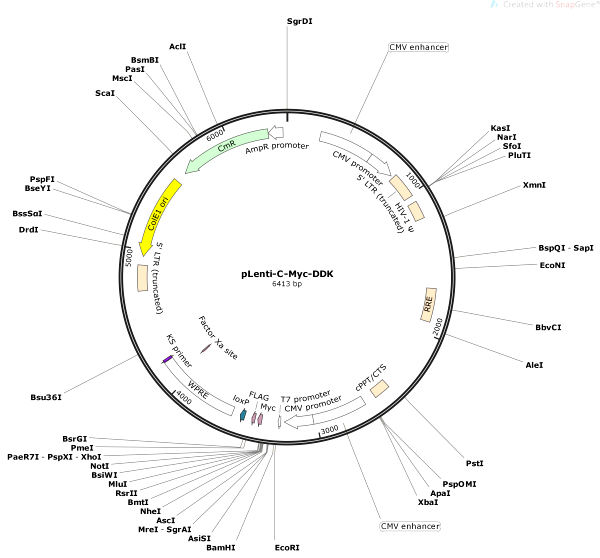 Vector Map of pLenti-C-Myc-DDK