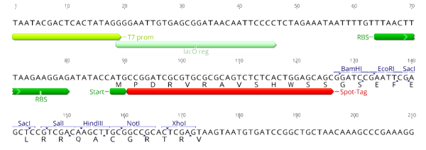 Multiple cloning site image of pSpot1