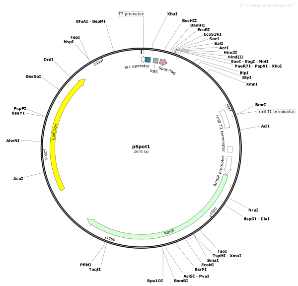 Vector Map of pSpot1