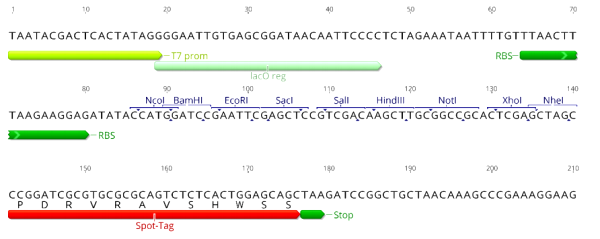 Multiple cloning site image of pSpot3