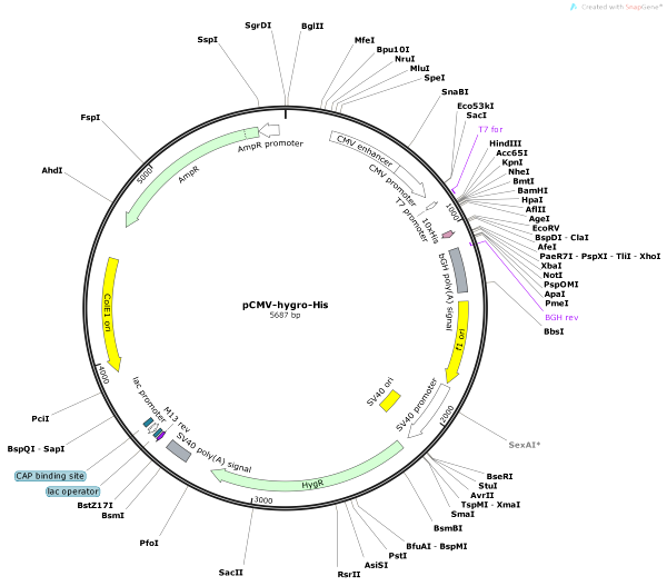 Vector Map of pCMV-hygro-His