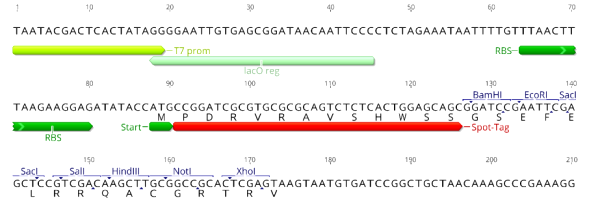 Multiple cloning site image of pSpot4