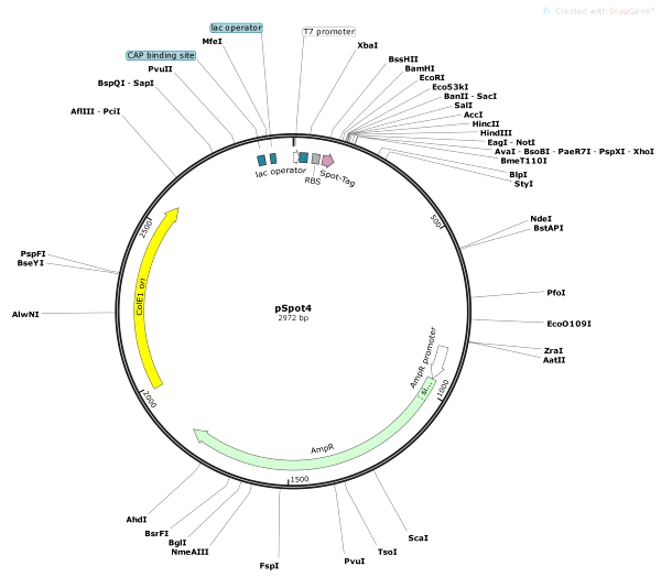 Vector Map of pSpot4