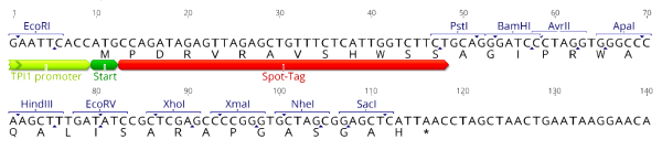 Multiple cloning site image of pSpot5