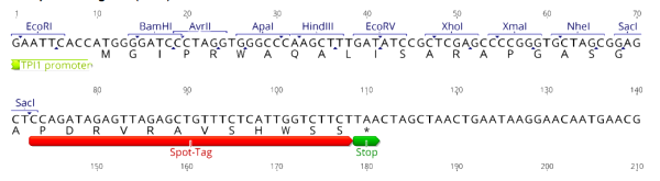 Multiple cloning site image of pSpot6