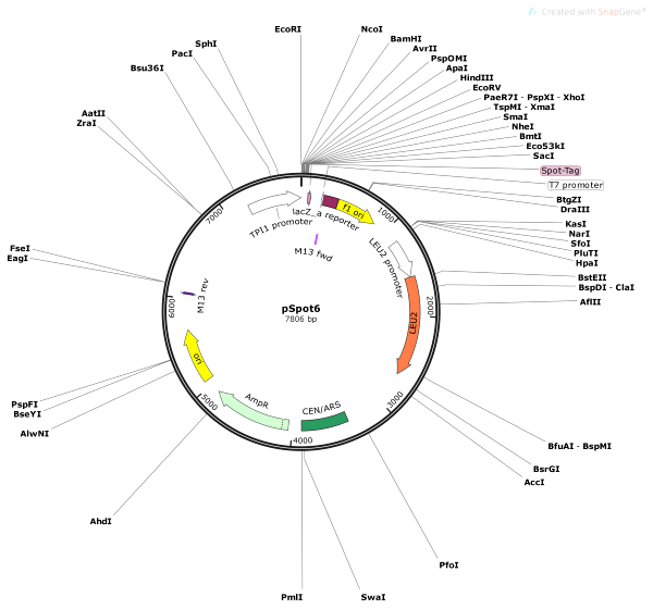 Vector Map of pSpot6